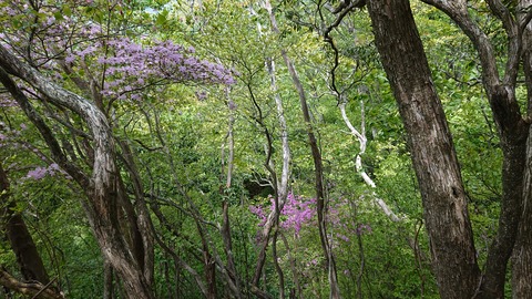 100-85(55-49)鹿川キャンプ場7063