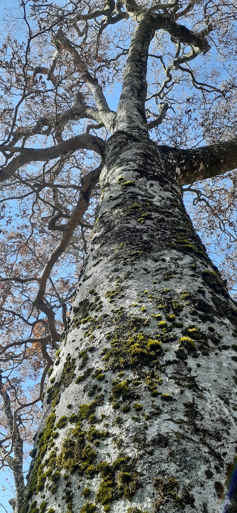 236-219(25-24)大崩山1104_113022