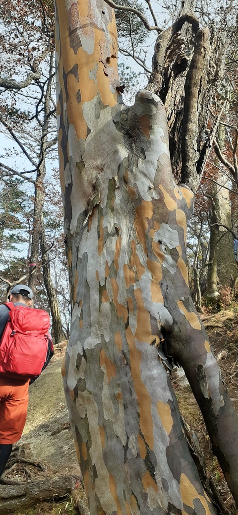 236-219(25-24)大崩山1104_135855