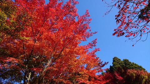 124-109(23-23)英彦山野営場182