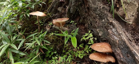 168-153(10-10)英彦山登山731_142018