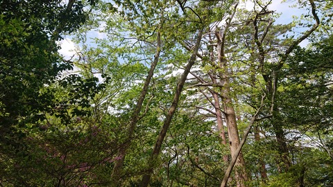 100-85(55-49)鹿川キャンプ場7014