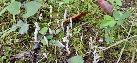 163-148(5-5)いもんころ625_121225