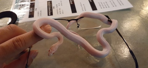 205-189(47-46)爬虫類BAR421_223500