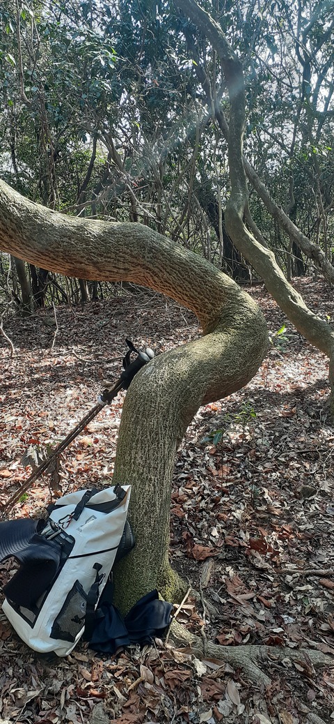 251-232(40-37)大坂山障子ヶ岳218_103704