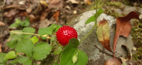 268-248(5-4)岳切渓谷キャンプ場615_152034