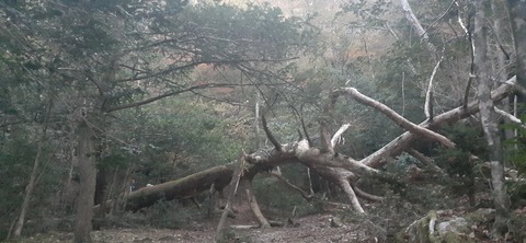 236-219(25-24)大崩山1104_062846