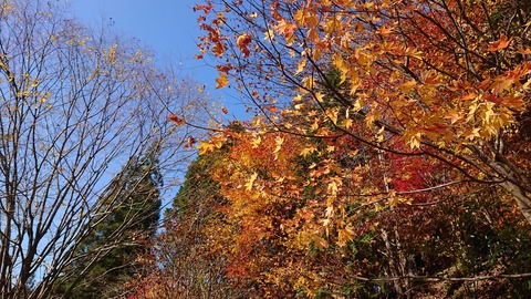 71-58(26-22)遊水峡キャンプ場473S