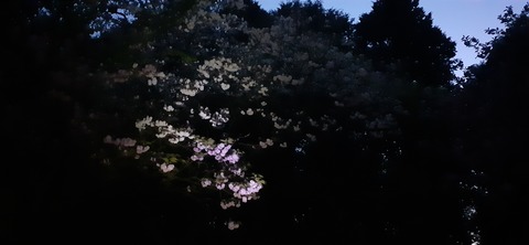 150-1345(49-49)吉井百年公園9_190858