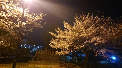 93-79(48-43)行橋市オートキャンプ場249