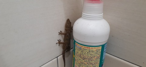 256-237(45-42)指宿レイクグリーン427_171557