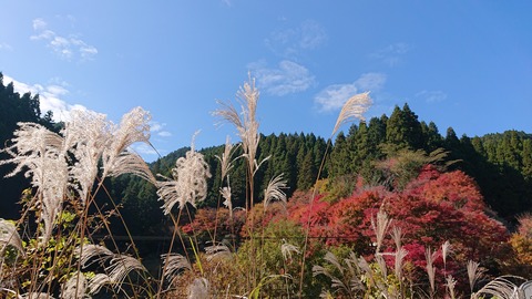 71-58(26-22)遊水峡キャンプ場544S