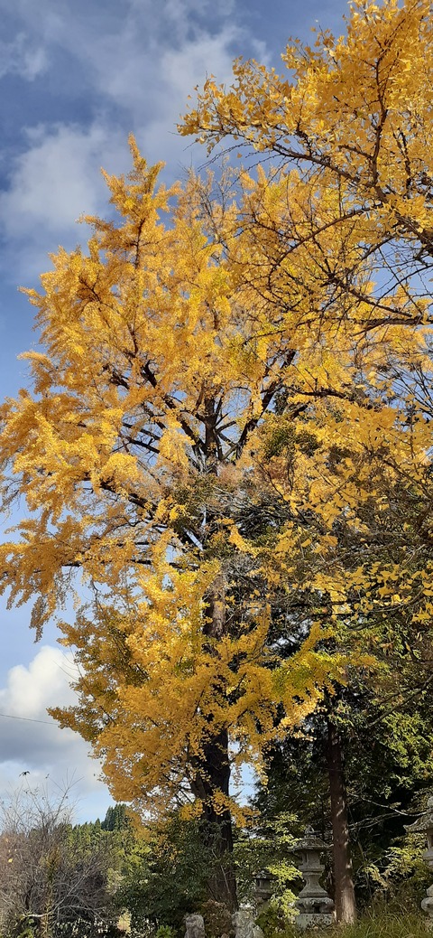 237-220(26-25)るるパーク1111_114537