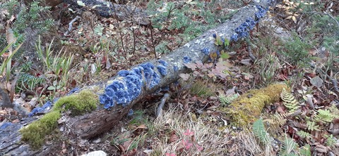 236-219(25-24)大崩山1104_102207