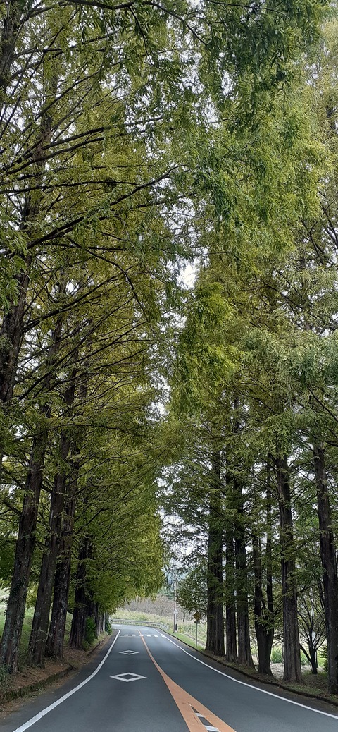 177-162(19-19)HGP南阿蘇OSCAMP1009_121747