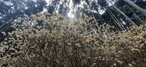 254-235(43-40)長崎鼻リゾート②330_113414