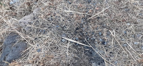 251-232(40-37)伽藍岳ゲリラキャン302_175536