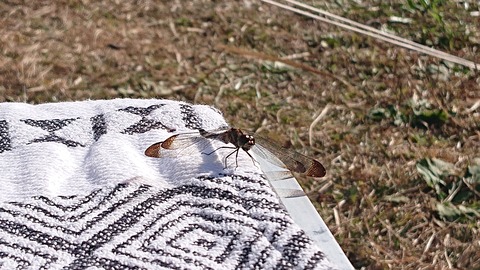 23-19志高湖キャンプ場785
