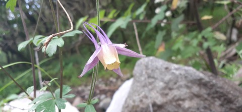 270-250(7-6)法華院温泉727_163822