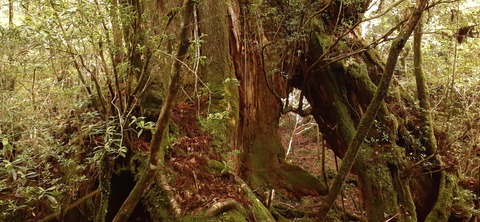 259-240(48-45)宮之浦岳新高塚小屋430_072357