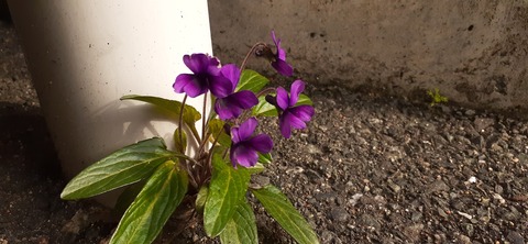 203-187(45-44)長崎鼻リゾート327_083234