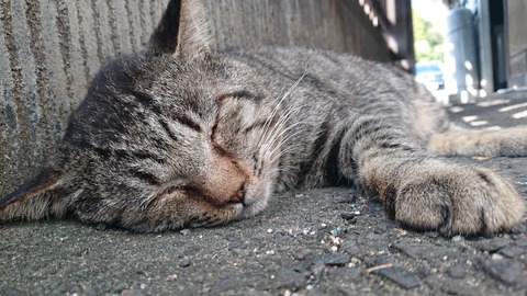 19-16秋月天然酵母パン月の峠638