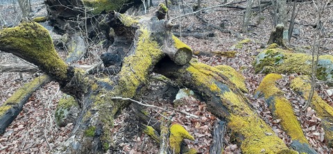 245-227(34-32)法華院温泉山荘103_094309