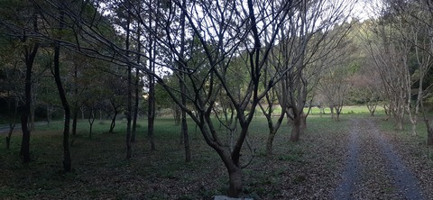 182-166(24-23)長湯きらりキャンプ場1105_132953