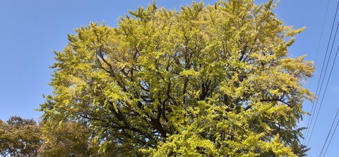 181-165(23-22)仲山城跡キャンプ場1104_112139