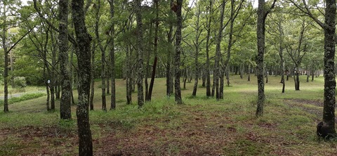 172-157(14-14)くじゅう自然動物園903_112717