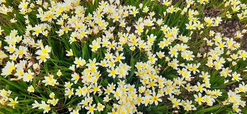 256-237(45-42)由布岳418_082745