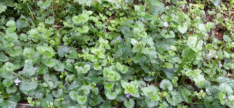 151-136(50-50)423湯の浦総合キャンプ場_151742