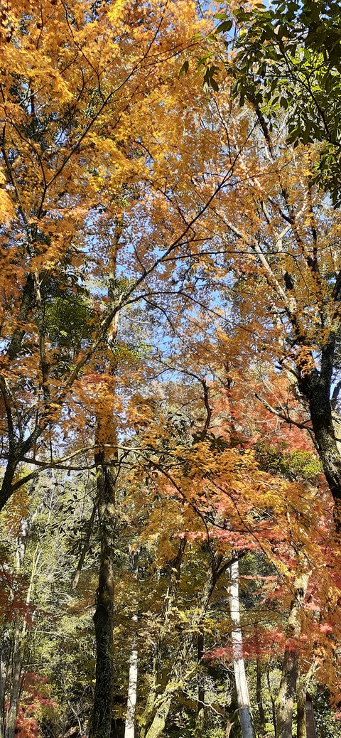 241-224(30-29)奥霧島御池キャンプ場②1125_105447