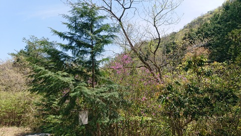 95-80(50-44)小鳥の森キャンプ場486S