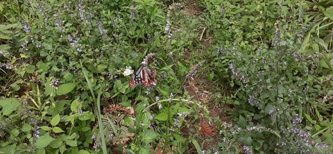 231-214(20-19)牛斬山1001_140646