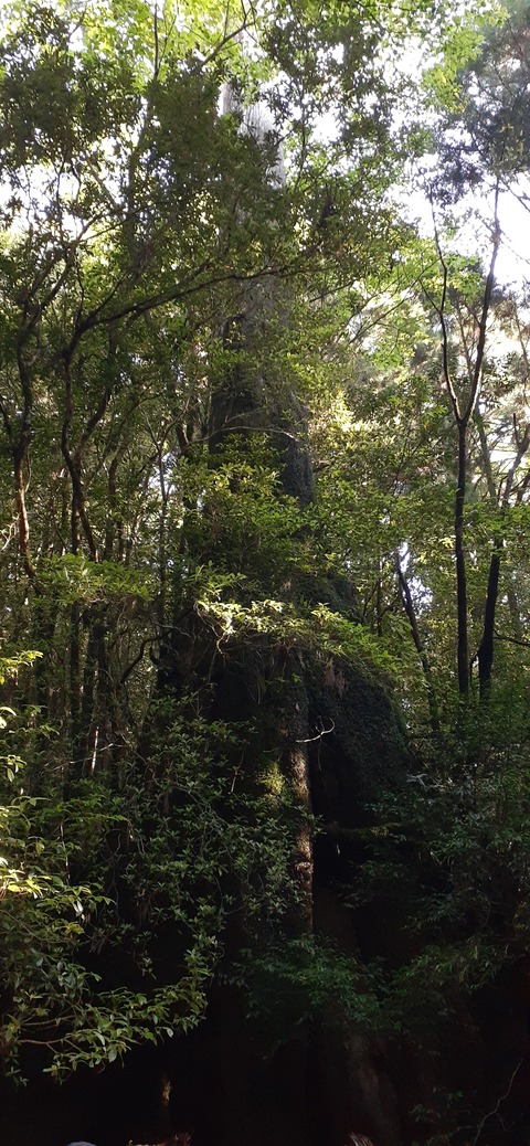 259-240(48-45)宮之浦岳新高塚小屋430_080428