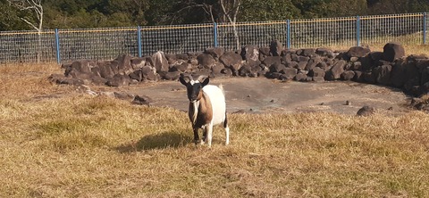 237-220(26-25)るるパーク1111_131116