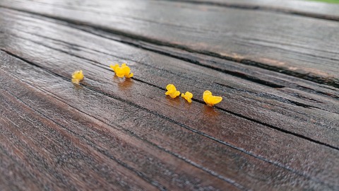 111-96(10-10)くじゅうエイドST164