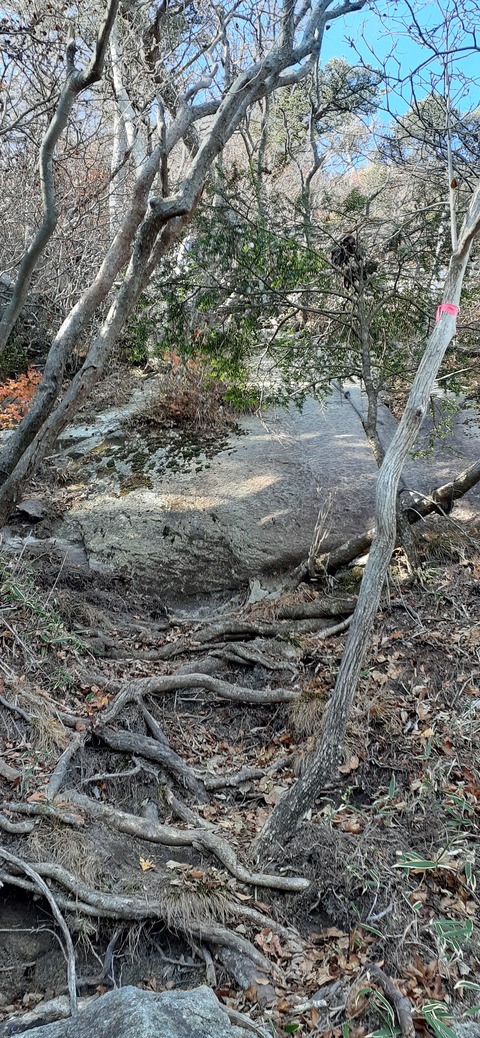 236-219(25-24)大崩山1104_100656