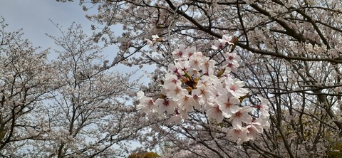 203-187(45-44)長崎鼻リゾートキャンプ場402_095812