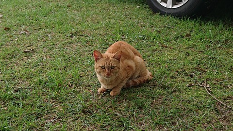 59-48(14-12)瀬の本高原オートキャンプ場450S