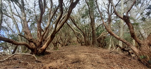 251-232(40-37)伽藍岳ゲリラキャン303_085320