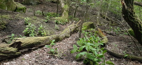 266-247(3-3)天空の杜602_080955