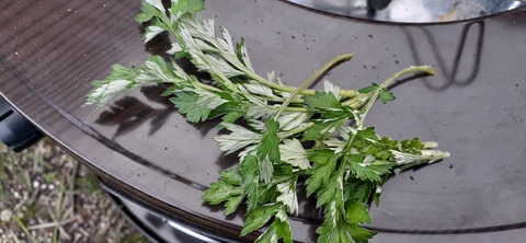 254-235(43-40)長崎鼻リゾート②330_143819