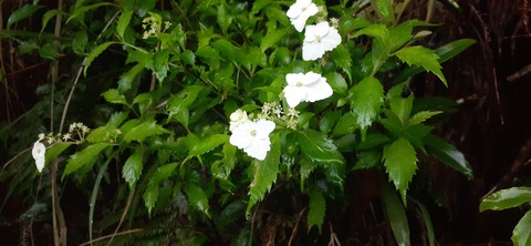 259-240(48-45)宮之浦岳新高塚小屋430_062156