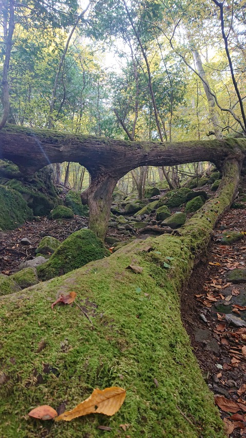 123-108(22-22)カナディアンビレッジ951