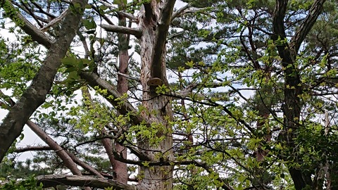 100-85(55-49)鹿川キャンプ場7015