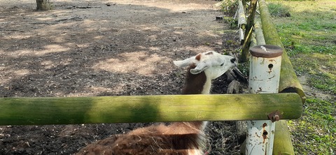 229-212(18-17)竹原牧場916_145415