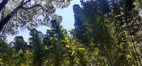 251-232(40-37)大坂山障子ヶ岳218_124841