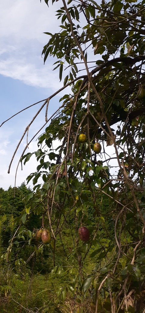 231-214(20-19)牛斬山1001_141415